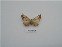 藏品(尺蛾269)的圖片